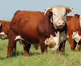  BEEF MEAT