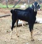 Mutton Meat