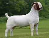 GOAT MEAT