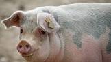 PORK MEAT