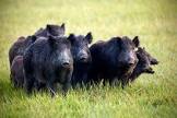 WILD MEAT